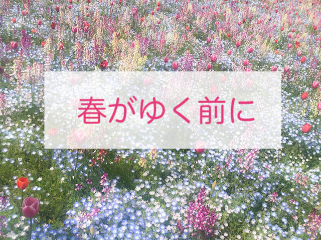 パステルカラーの花畑