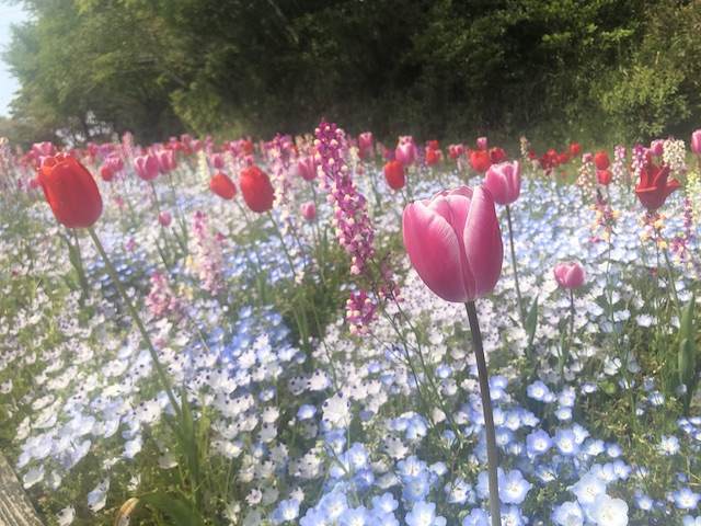 チューリップ、ネモフィラ、姫金魚草の花畑