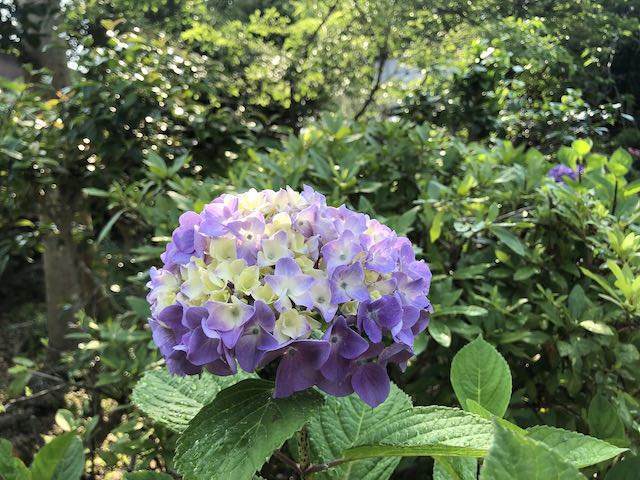 紫に色づく紫陽花