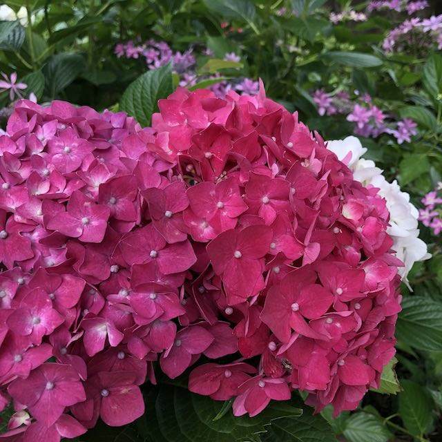 濃いピンクの紫陽花