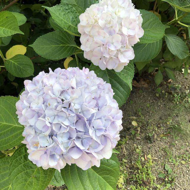 淡い色に変わった紫陽花