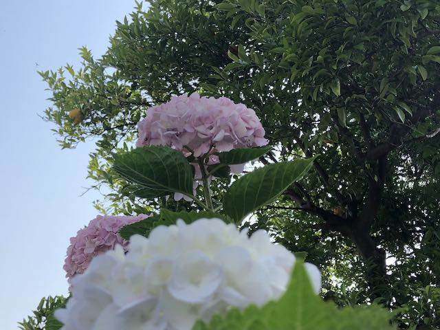 薄いピンクの紫陽花