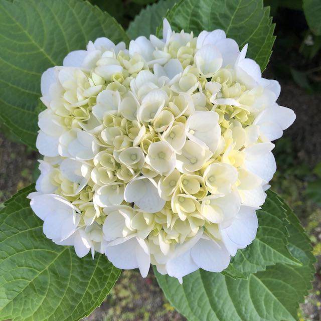 白い紫陽花