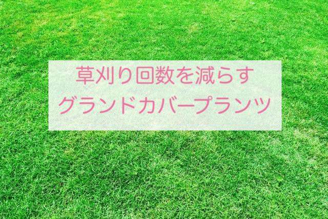 草刈り回数を減らすグランドカバープランツ