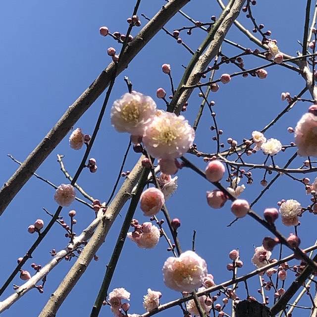 梅