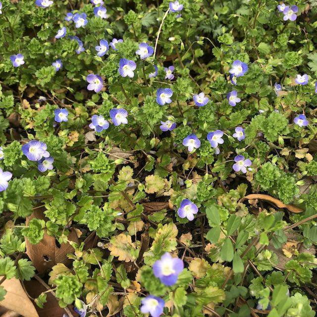 オオイヌフグリ