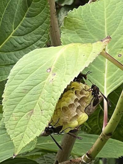 紫陽花の葉の影に蜂の巣が