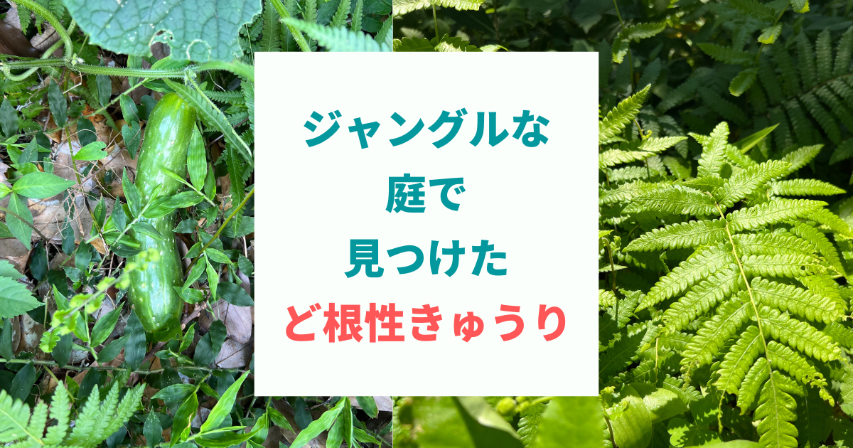 ジャングルな庭でみつけた ど根性きゅうり