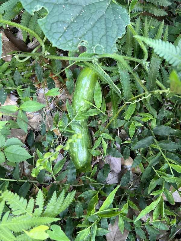 ジャングルな庭でみつけた「ど根性きゅうり」