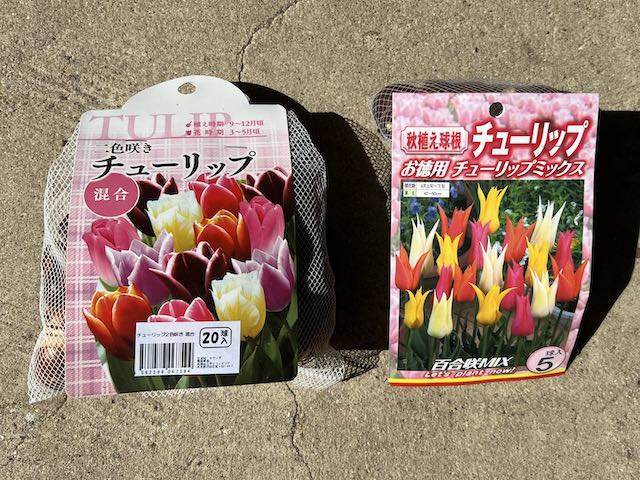 今年植えたチューリップの球根はこれ
