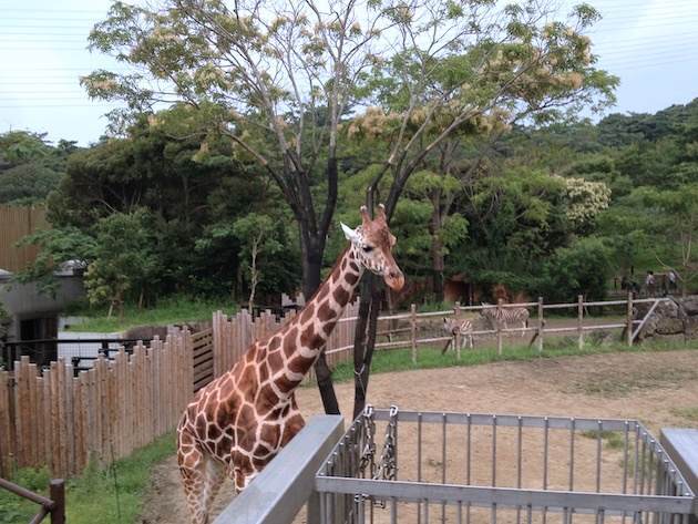キリンも目線が同じ