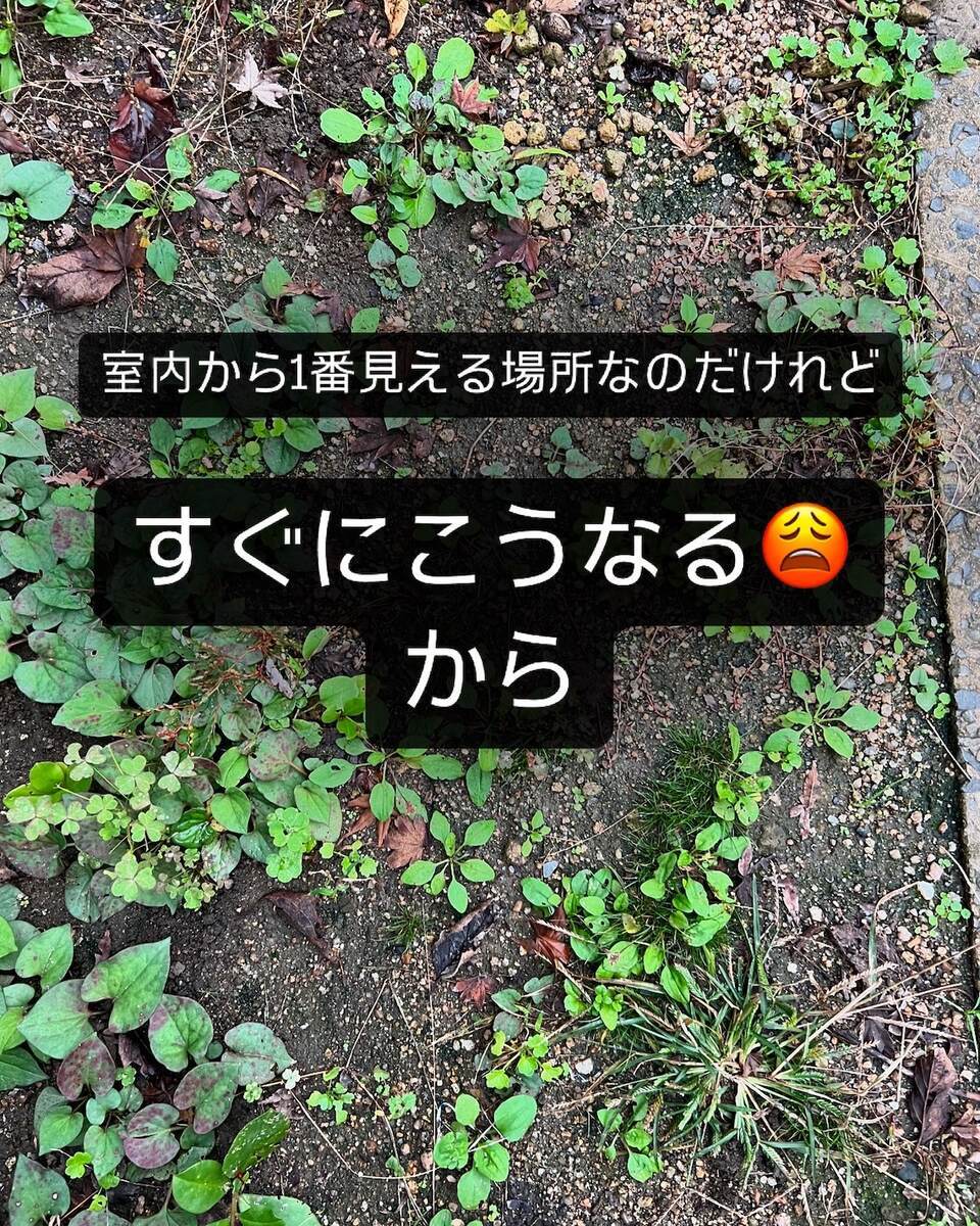 すぐに草が生える室内から一番見える場所