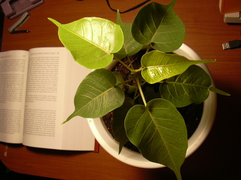 f:id:h_o_h_i:20091206231852j:image
