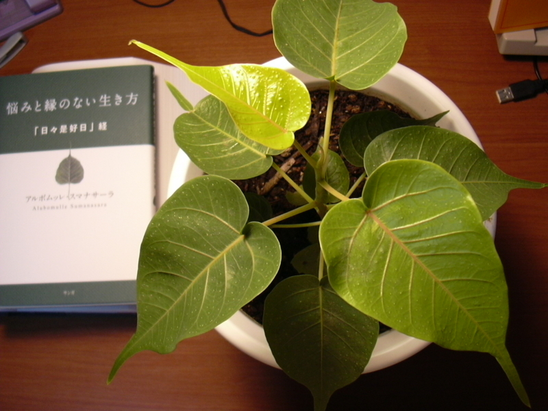 f:id:h_o_h_i:20091207230953j:image