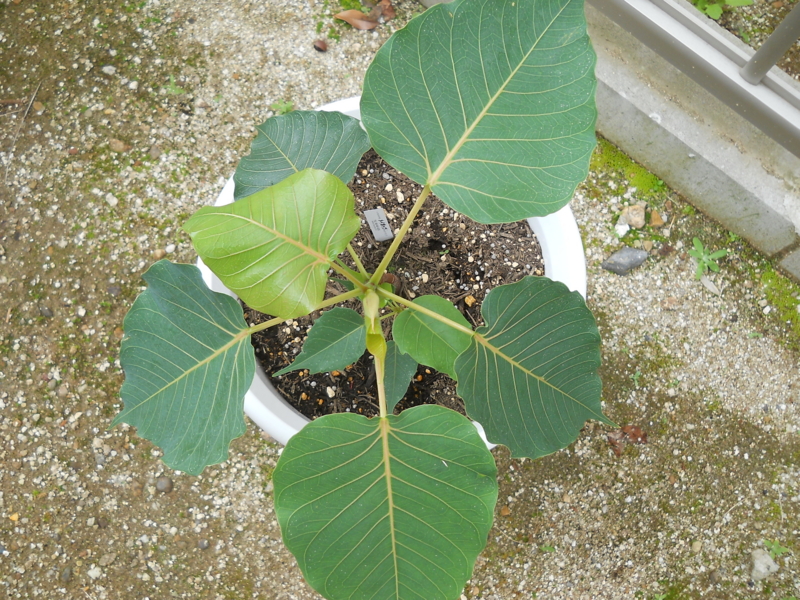 f:id:h_o_h_i:20150614075117j:image