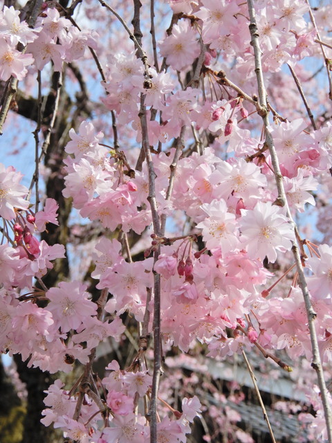 DSCN4603.JPG