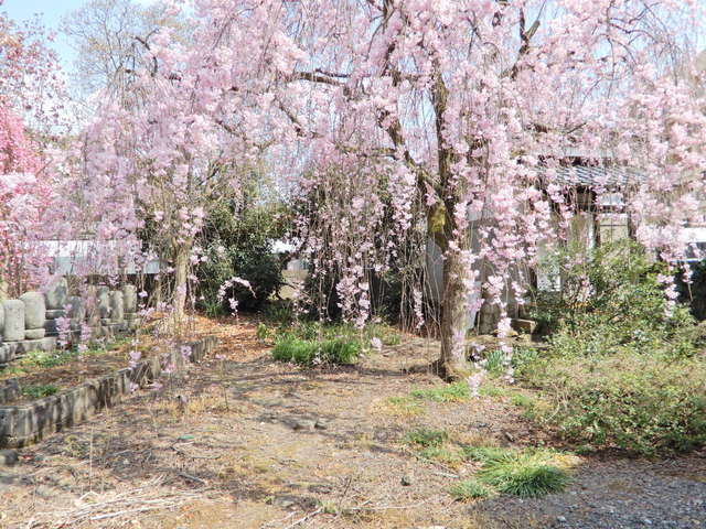 DSCN4600.JPG