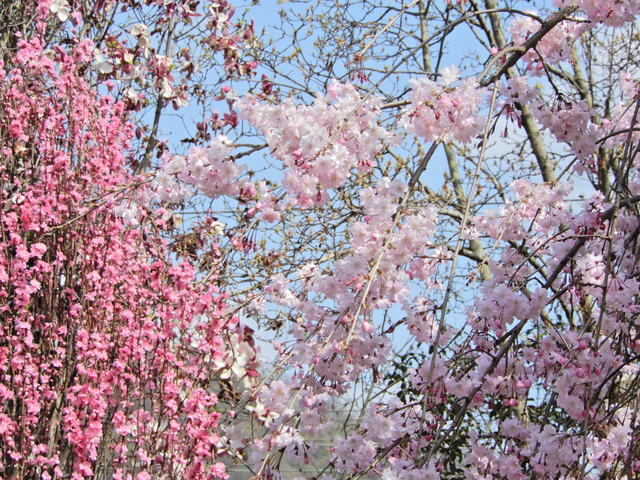 DSCN4604.JPG