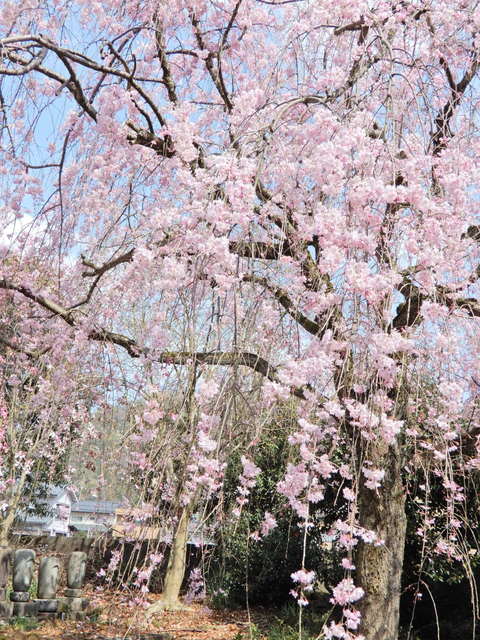 DSCN4597.JPG