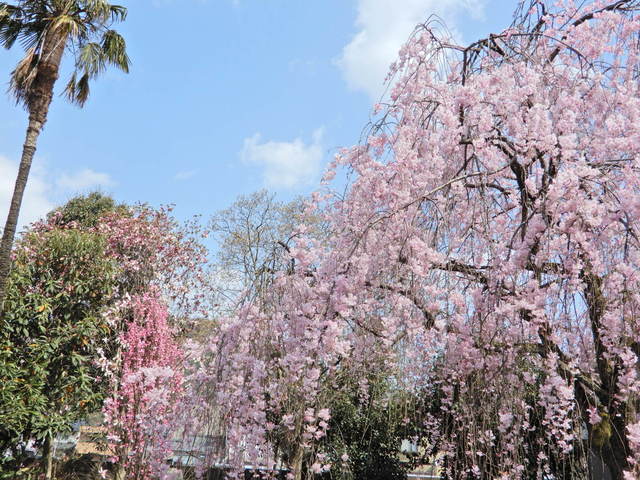 DSCN4602.JPG