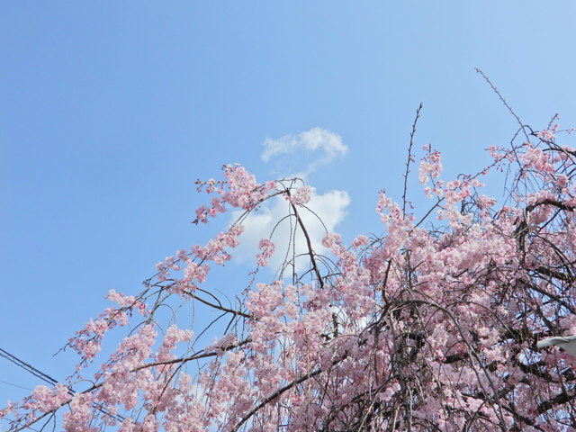 DSCN4617.JPG