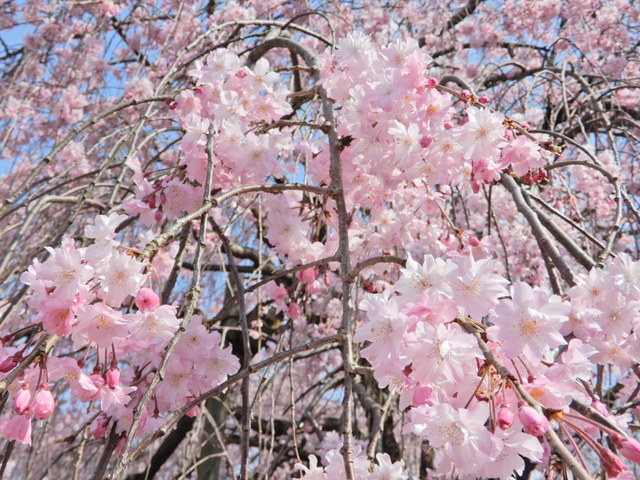 DSCN4619.JPG