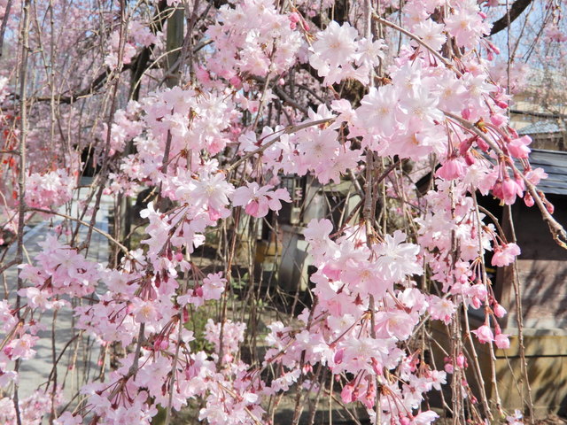 DSCN4618.JPG
