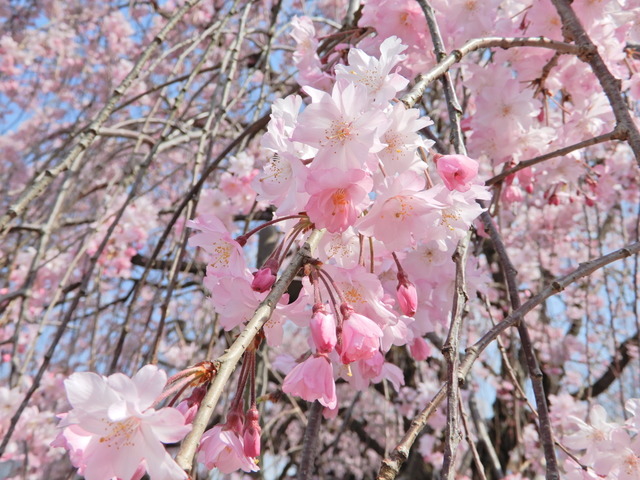 DSCN4620.JPG
