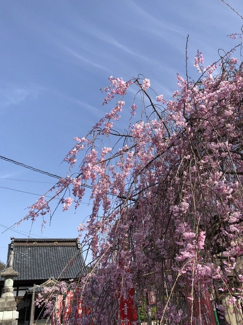 4月1日弘美撮る.jpg
