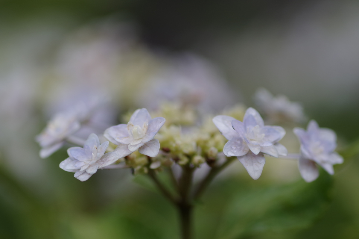 f:id:h_yukichi:20190609231320j:plain f:id:h_yukichi:20190609231320j:plain