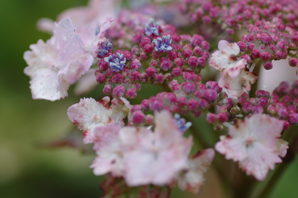 f:id:h_yukichi:20190609231358j:plain f:id:h_yukichi:20190609231358j:plain