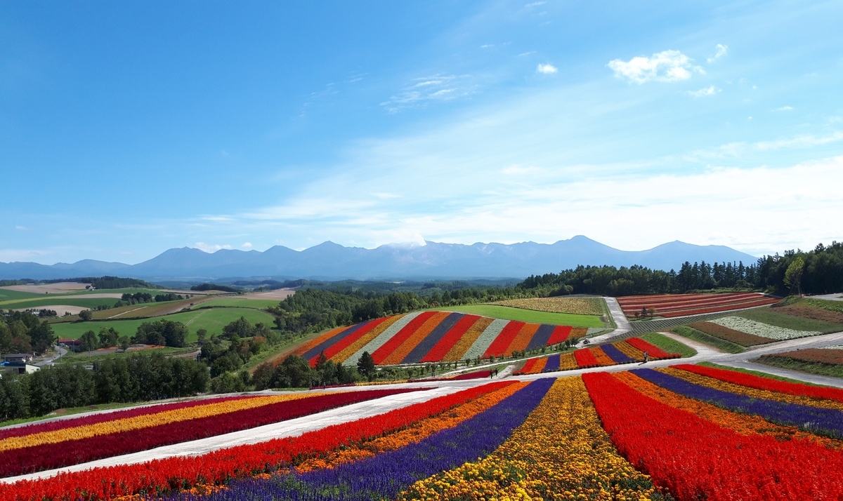 北海道のno 1絶景観光スポット 美瑛町 展望花畑 四季彩の丘 一番の見頃は9月 39りある