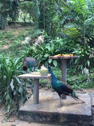 f:id:ha107chan:20170708111849j:plain f:id:ha107chan:20170708111849j:plain