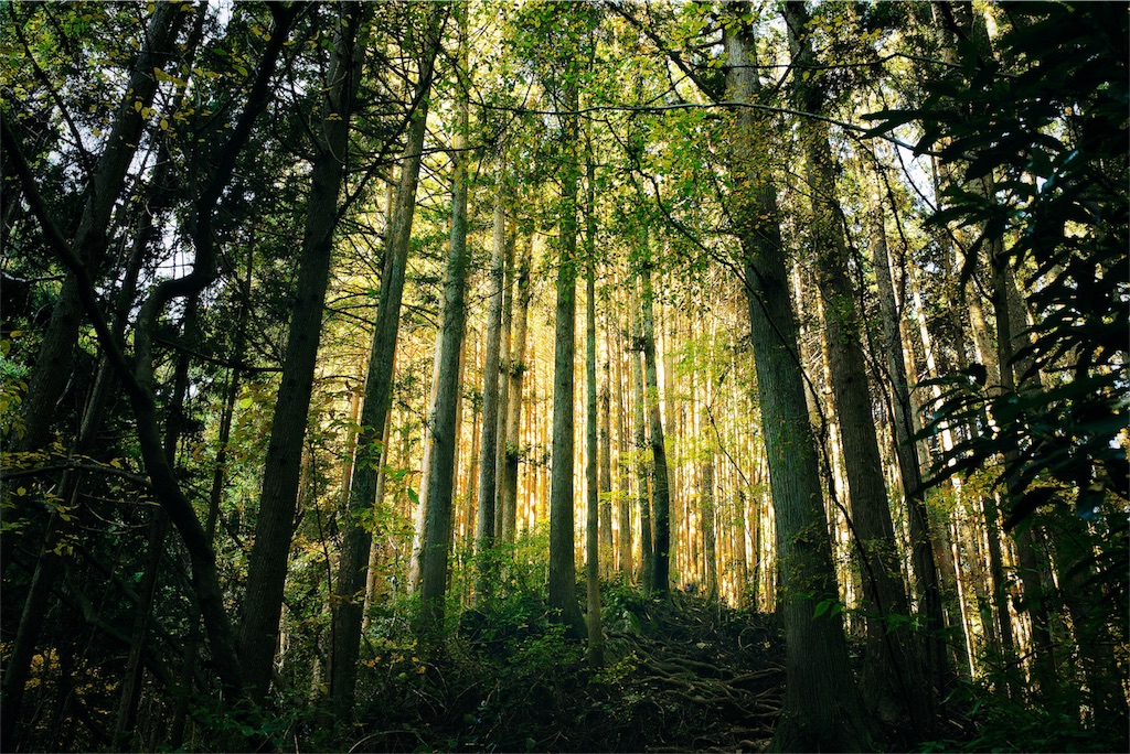 f:id:haaachi8:20190121110529j:image