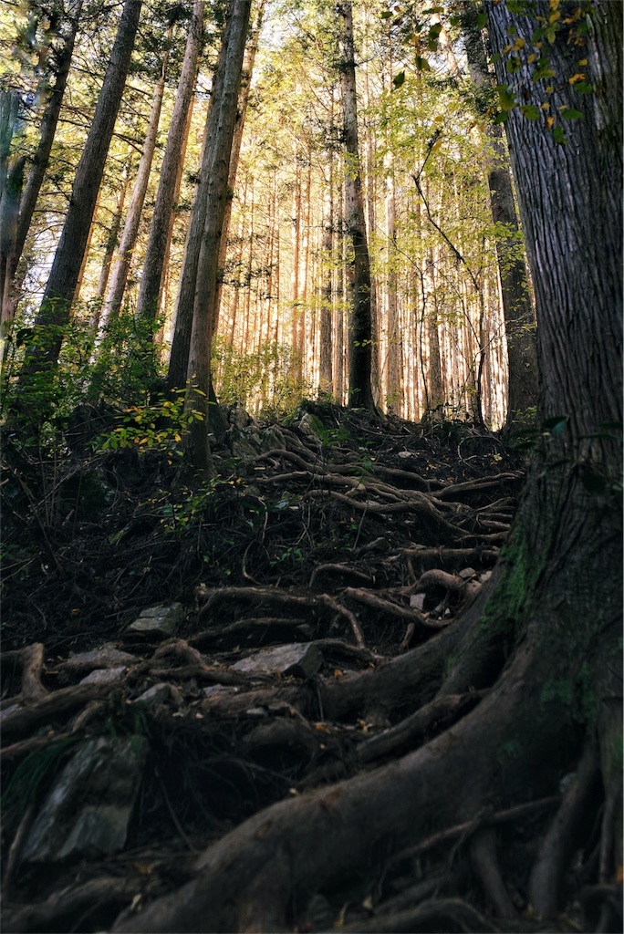 f:id:haaachi8:20190121110539j:image