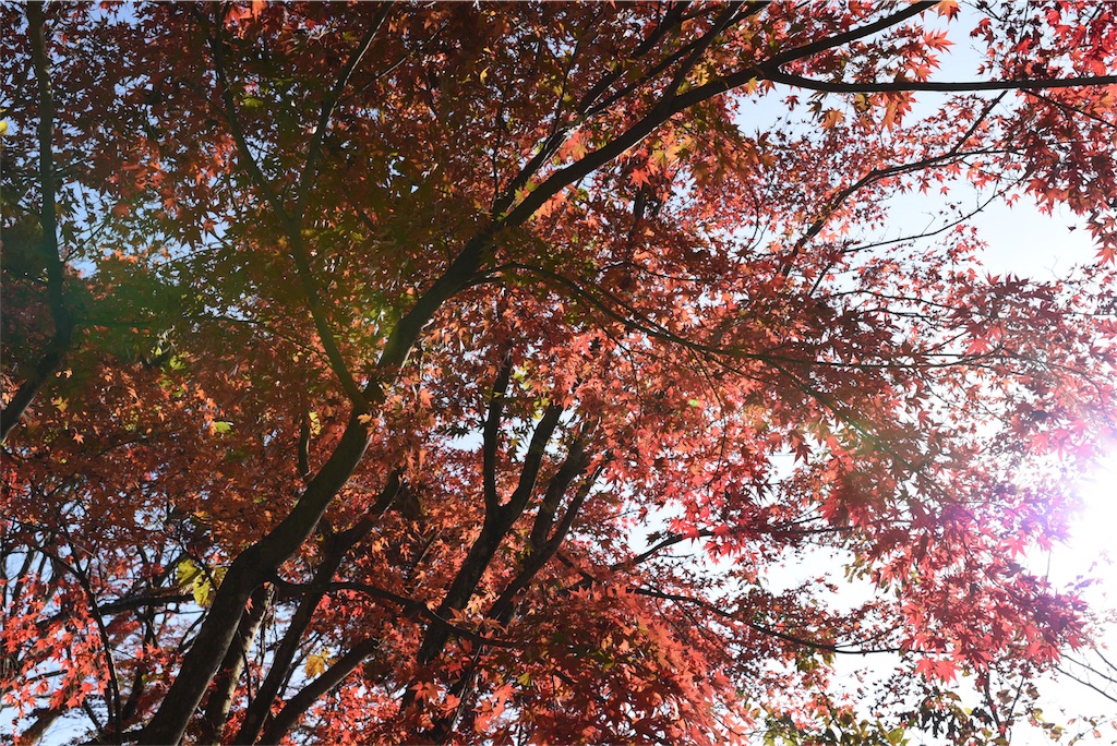 f:id:haaachi8:20190121112745j:image