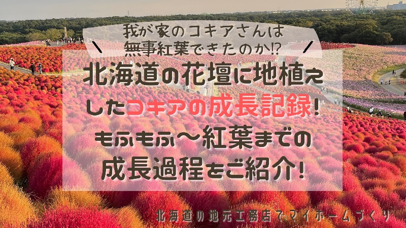 コキア紅葉成長記録