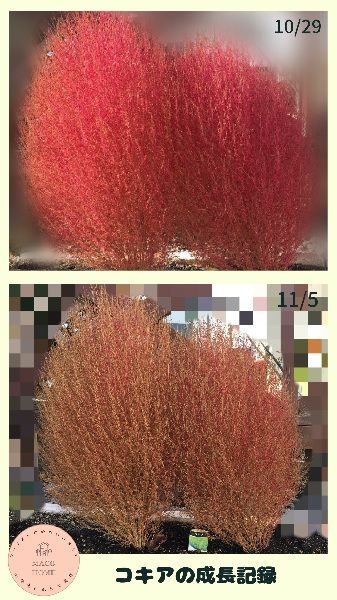 kochia_autumn-leaves