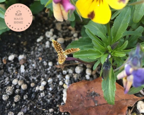 rabbit-viola-seeds