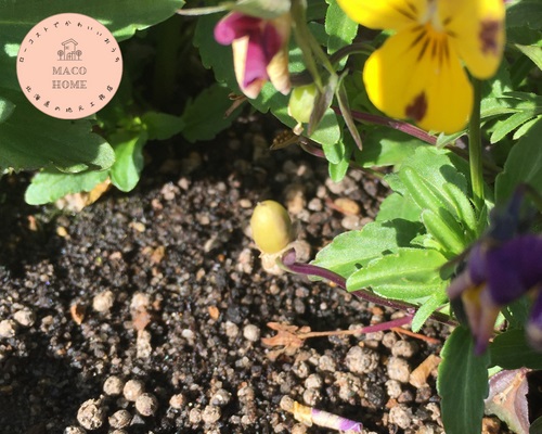 rabbit-viola-seeds