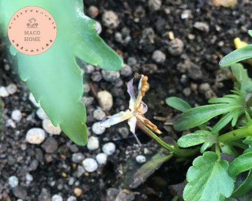 rabbit-viola-seeds