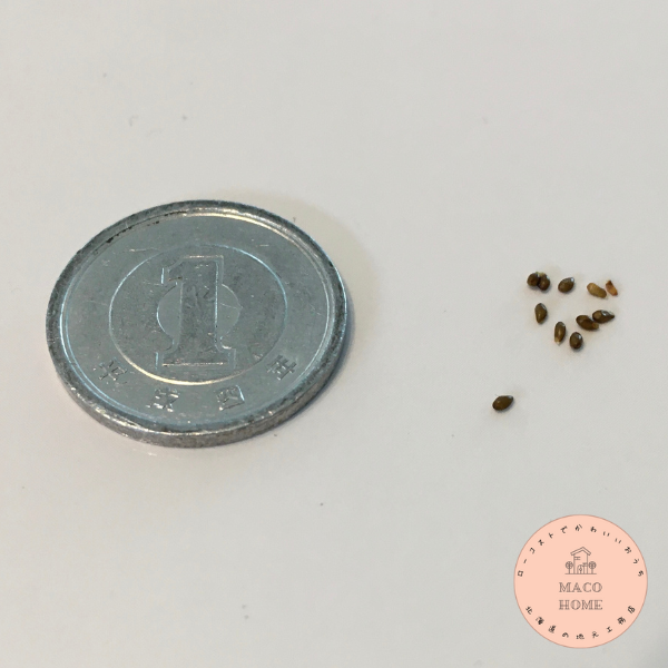 rabbit-viola-seed