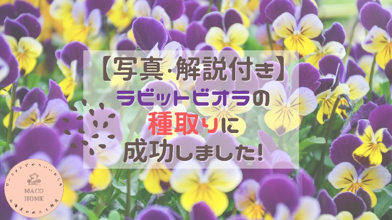 rabbit-viola-seed