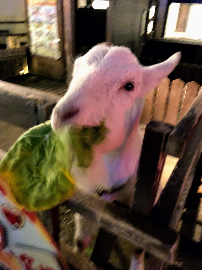 f:id:haachang:20190130110527j:plain f:id:haachang:20190130110527j:plain