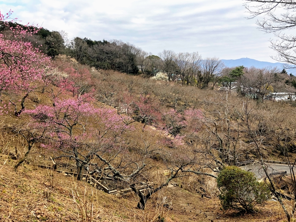 f:id:haachang:20190205175905j:plain f:id:haachang:20190205175905j:plain