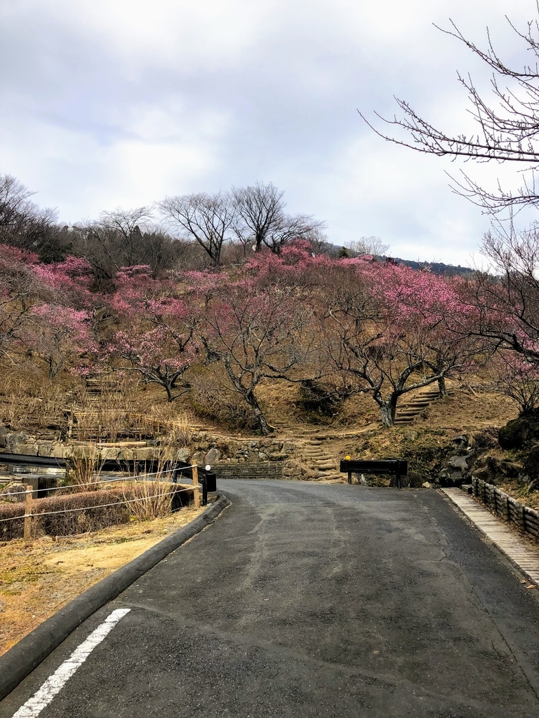 f:id:haachang:20190205175907j:plain f:id:haachang:20190205175907j:plain