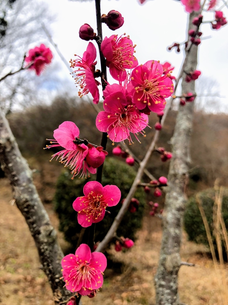 f:id:haachang:20190205175910j:plain f:id:haachang:20190205175910j:plain