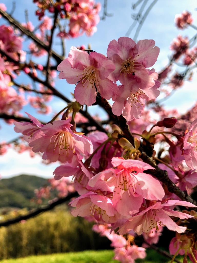 保田川の頼朝桜