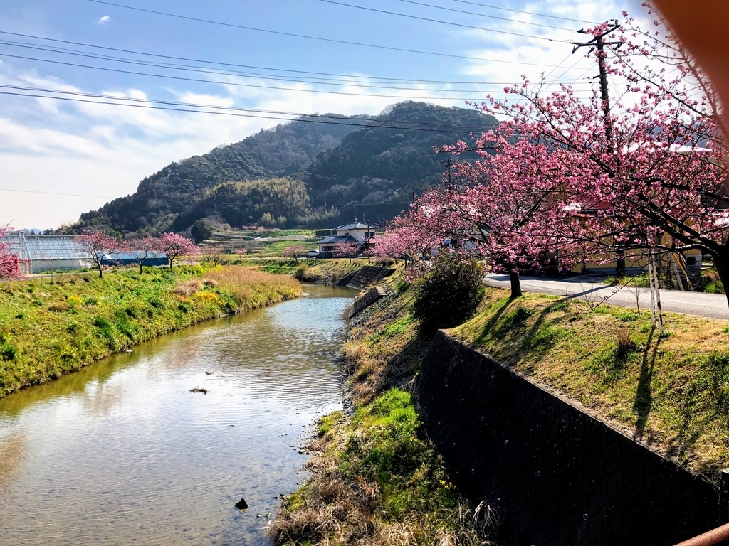 保田川の頼朝桜