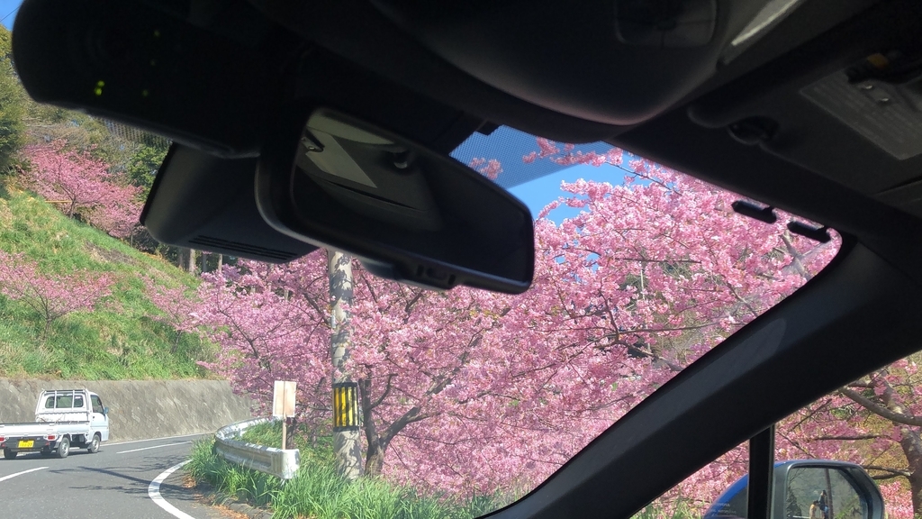 佐久間ダム湖 頼朝桜
